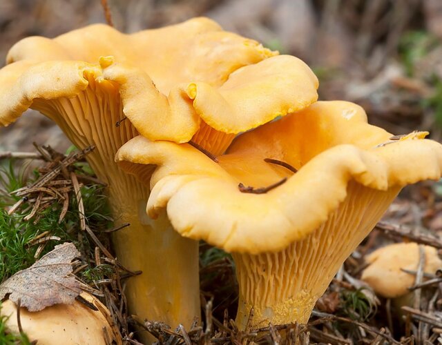 anexar_imagem_1_cogumelos_600_x_600_px_400_x_400_px_1080_x_1080_px